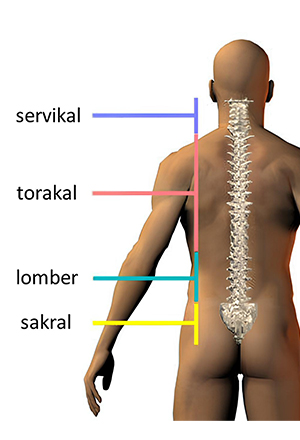 Normal Omurga Anatomisi